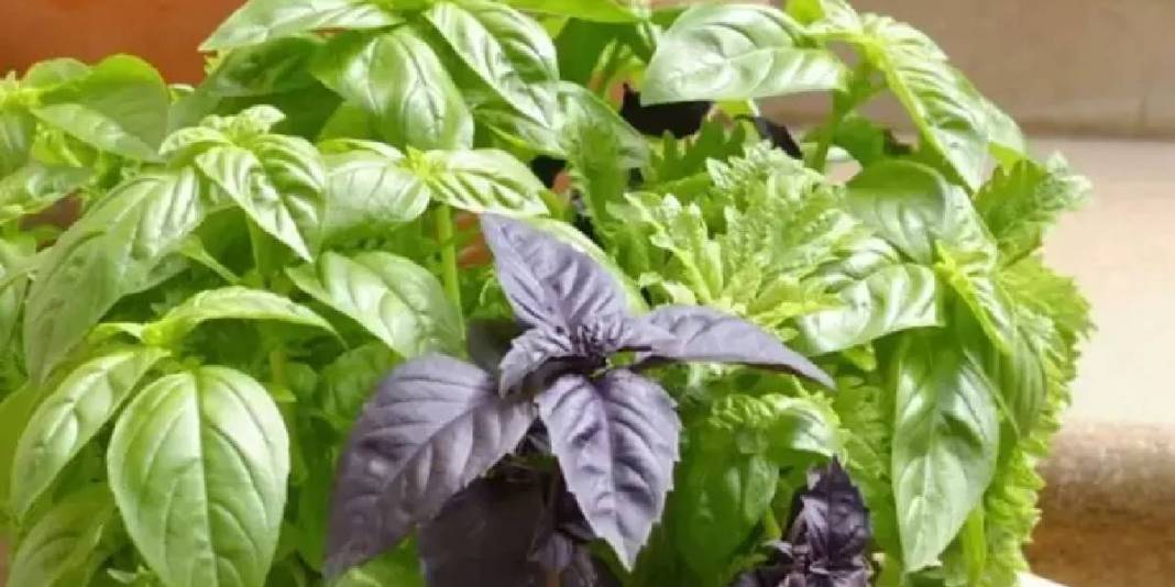 Kokusu şifa saçıyor! Evinizde mutlaka olsun: Tek bir bitkiyle hem baş ağrısı tarih oluyor hem sivrisinekler kaçıyor! 4